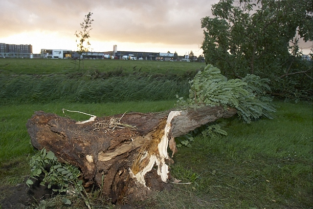 2010/199/GB 20100824a 006 Stormschade Fuchsiastraat.jpg